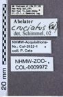 Etiketten zu Calais podargus (NHMW-ZOO-COL-0009972)